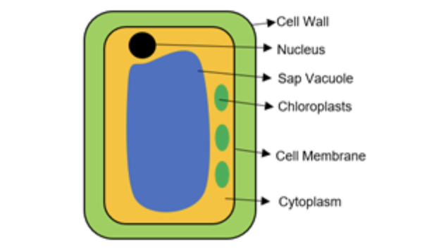 Plant Cells